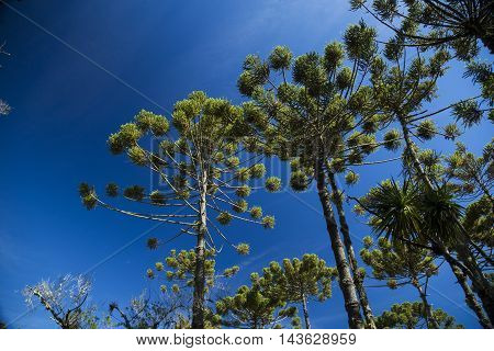 Closeup Of Upper Part Of Araucaria Angustifolia ( Brazilian Pine) With Sky Background, Campos Do Jor