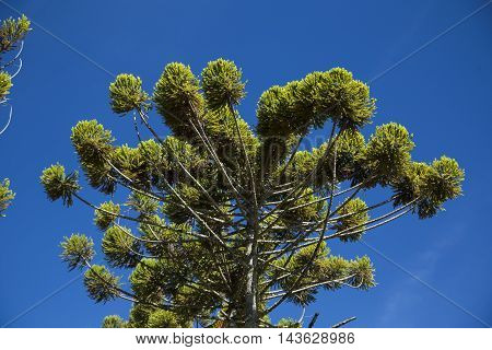 Closeup Of Upper Part Of Araucaria Angustifolia ( Brazilian Pine) With Sky Background, Campos Do Jor