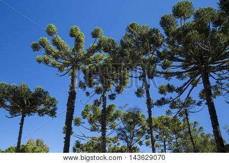 Closeup Of Upper Part Of Araucaria Angustifolia ( Brazilian Pine) With Sky Background, Campos Do Jor