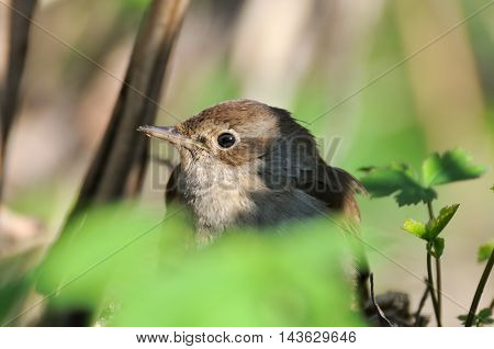 Thrush Nightingale (Luscinia luscinia) closeup. Moscow region Russia