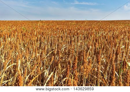 field of dry sorghum plants ready for harvest collection