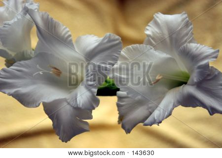 Fleurs blanches