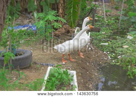 white goose with selective and soft focus