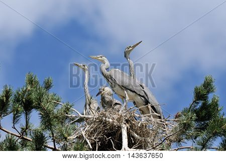 Four Grey Heron (Ardea cinerea) juvenile birds in the nest. National park Plesheevo Lake Yaroslavl region Russia