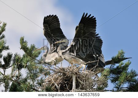 Three Grey Heron (Ardea cinerea) juvenile birds flapping wings in the nest. National park Plesheevo Lake Yaroslavl region Russia