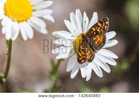 Batterfly On White Or Common Daisy Bellis Perennis Flower