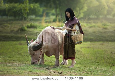Beautiful women and albino dwarf buffalo on the field