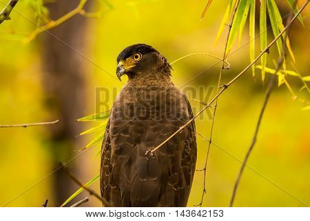 The crested serpent eagle is a medium-sized bird of prey that is found in forested habitats across tropical Asia.