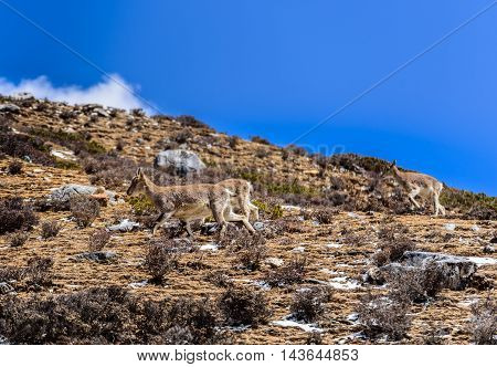 Deer eating grass on the snowy mountains with the blue sky.