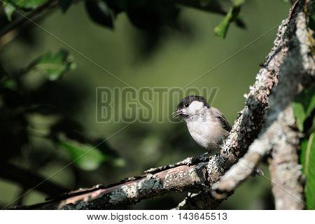 Crying Willow tit (Poecile montanus Parus montanus) in summer forest. Yaroslavl region Russia