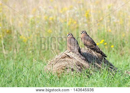 Two perching juvenile Montagus harriers (Circus pygargus) at the meadow. Kaluga region Russia
