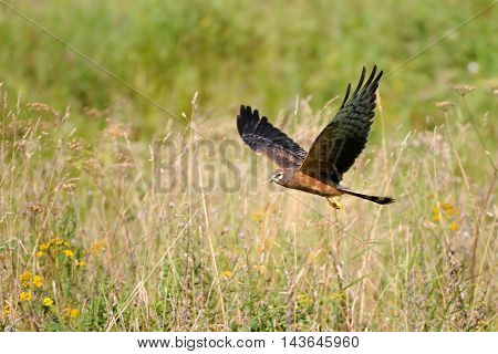 Flying juvenile Montagus harrier (Circus pygargus) over the meadow. Kaluga region Russia