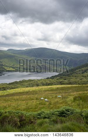 sheep on the kerry way in irelands wild atlantic way
