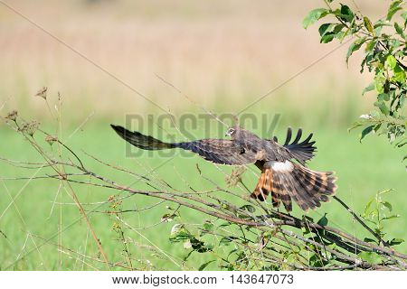Juvenile Montagus harrier (Circus pygargus) take-off at the meadow. Kaluga region Russia