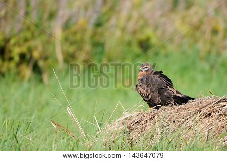 Perching juvenile Montagus harrier (Circus pygargus) at the meadow. Kaluga region Russia