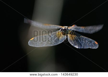 Flying dragonfly Vagrant darter (Sympetrum vulgatum). Kaluga region Russia