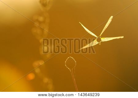 Flying dragonfly Vagrant darter (Sympetrum vulgatum). Kaluga region Russia