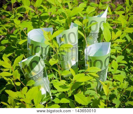 Growing euros in green leaves. Selective focus