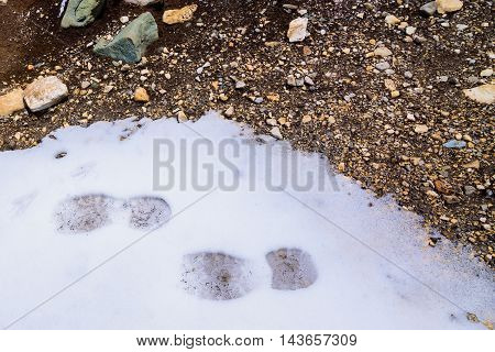 Footprints in the snow with small brown rocks.
