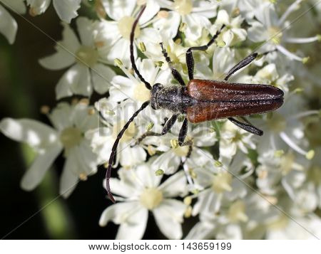 A Longhorned Flower Beetle (Trachysida mutabilis) on white flowers