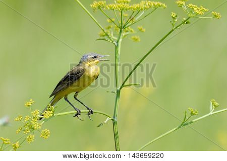 Perching male Yellow wagtail (Motacilla flava) at summer meadow. Near Moscow Russia