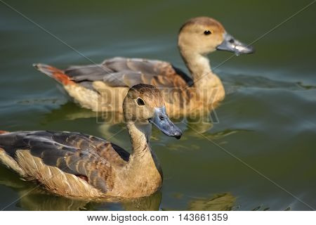two ducks swim funny in the pool