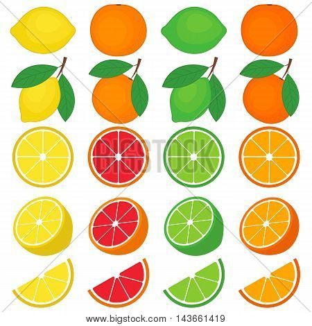 Vector citrus set with oranges grapefruits lemons and lime