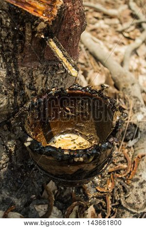 the process of making rubber from the rubber tree