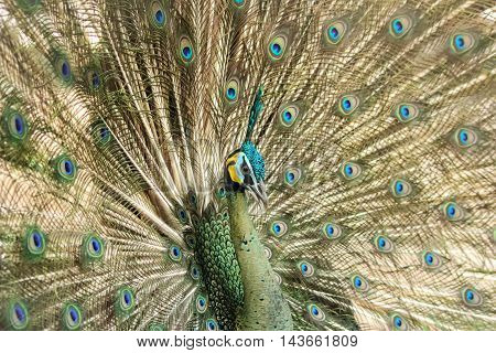 the peacock spread beautiful tail-feathers in nature