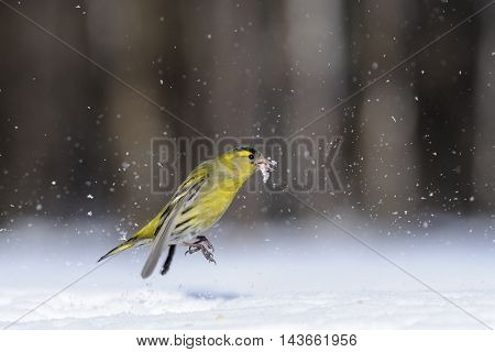Male siskin (Carduelis spinus) in snow. Moscow region Russia