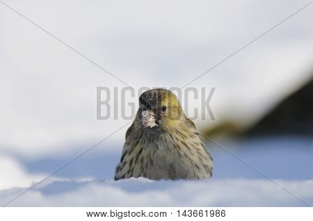 Female siskin (Carduelis spinus) in snow. Moscow region Russia