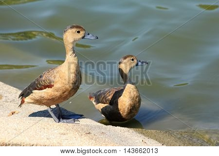 two beautiful ducks watch something in the pool