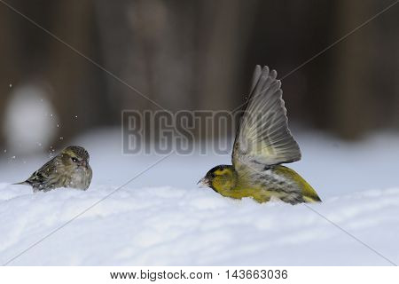 Flapping wings male Siskin (Carduelis spinus) in snow near female. Moscow region Russia
