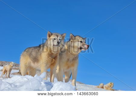 Greenland sled dogs relaxing on iced field