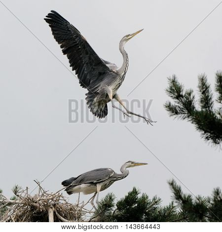 Grey Heron (Ardea cinerea) juvenile birdflying over the nest. National park Plesheevo Lake Yaroslavl region Russia