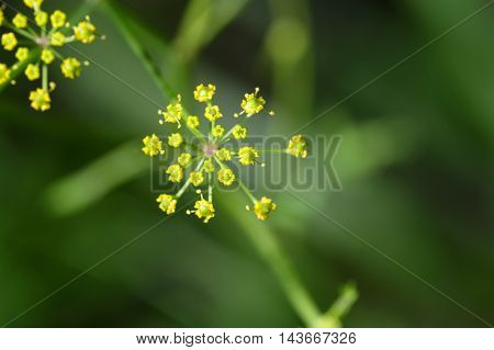Macro photo of a wild parsnip flower (Pastinaca sativa)