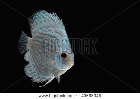 Pompadour (Discus) fish with copy space on black background