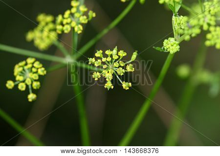 Macro photo of a wild parsnip flower (Pastinaca sativa)