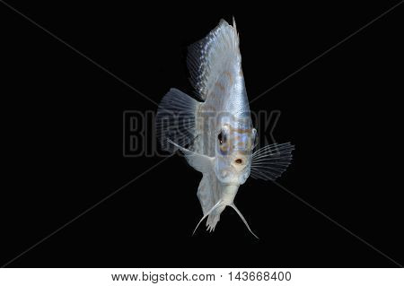 Pompadour (Discus) fish with copy space on black background