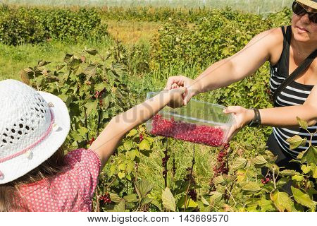 Woman And Children Who Pick Curants In A Field During Summer 2016
