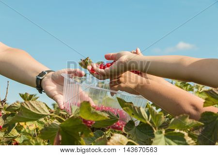 Woman And Children Who Pick Curants In A Field During Summer 2016