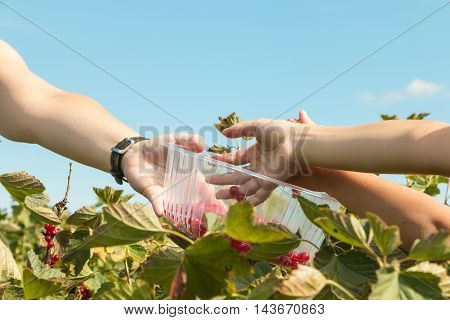 Woman And Children Who Pick Curants In A Field During Summer 2016