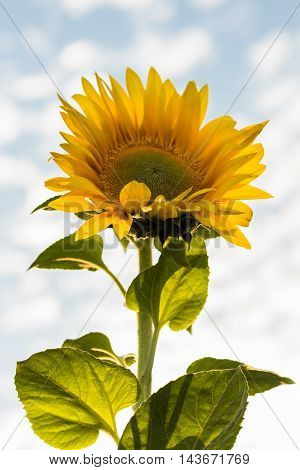 Yellow sunflower on the background of the sky with clouds