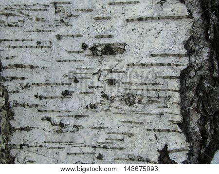 Birch bark black and white texture background