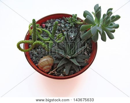 Mini succulent garden in bright orange pot on white background