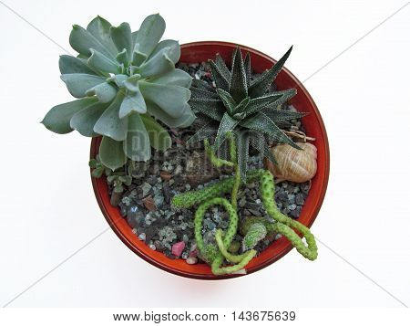 Mini succulent garden in orange pot on white background