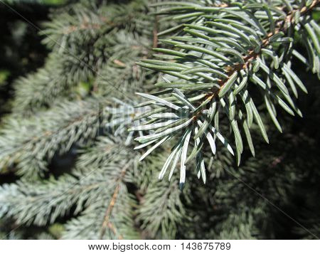 pine needles close-up green fresh pine branch
