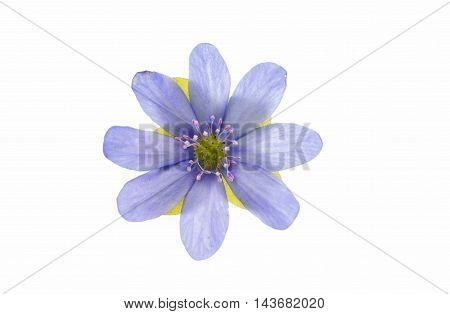 Hepatica nobilis wildflower on a white background