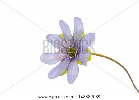 Hepatica nobilis wildflower on a white background
