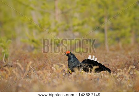 Male Black Grouse (Tetrao tetrix) at swamp courting place early in the morning. National park Plesheevo Lake Yaroslavl region Russia